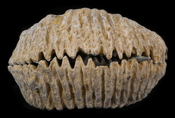 Cretaceous Fossil Oyster (Rastellum) - Madagascar #30320